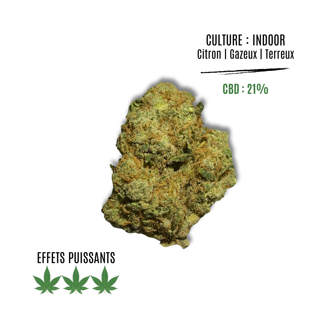 G13