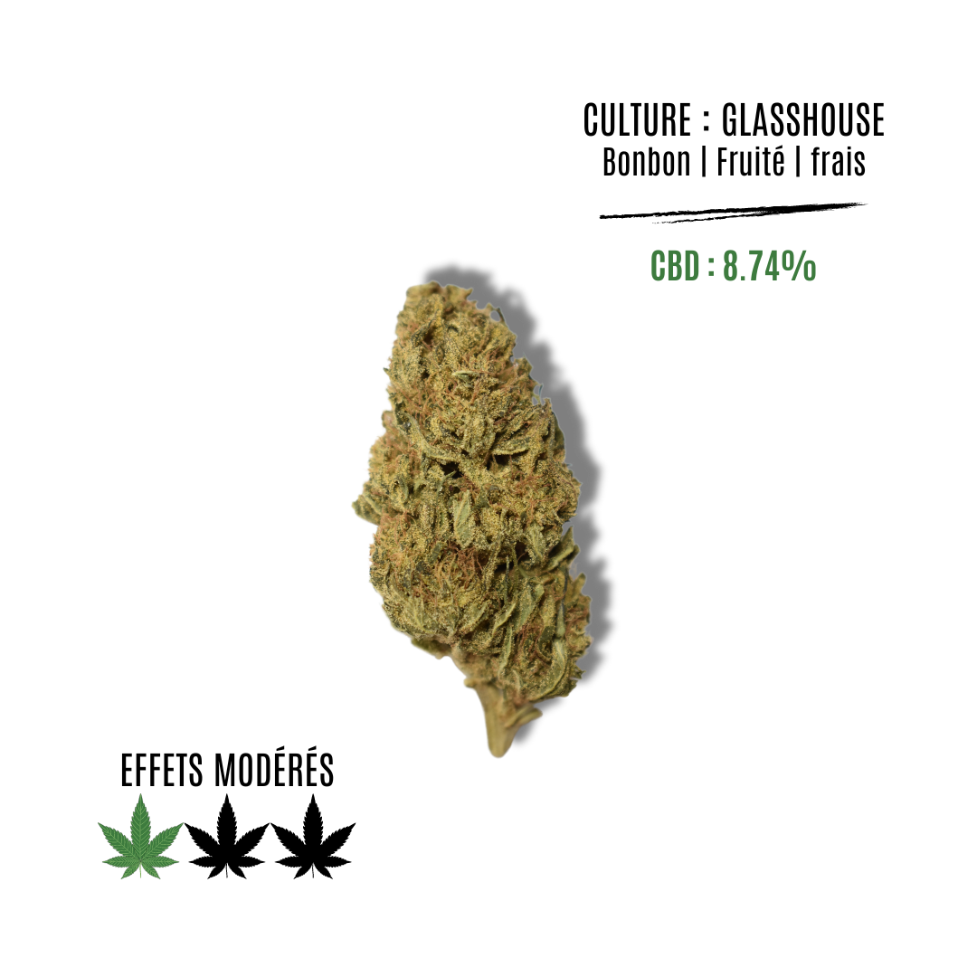 CANDY KUSH - La main verte - CBD