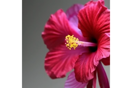 Bienfaits de l'Hibiscus