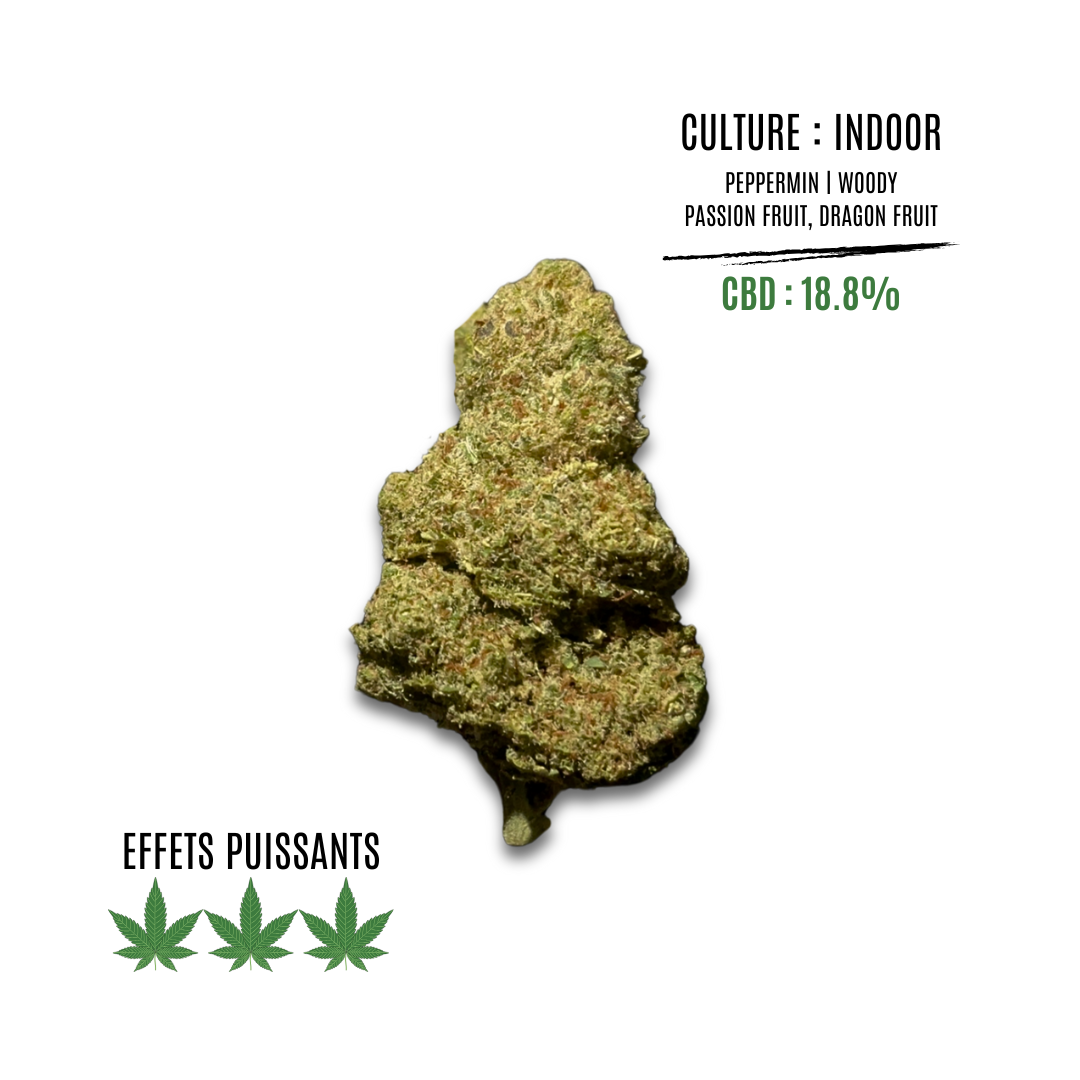 EXOTIC HAZE