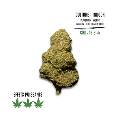 EXOTIC HAZE