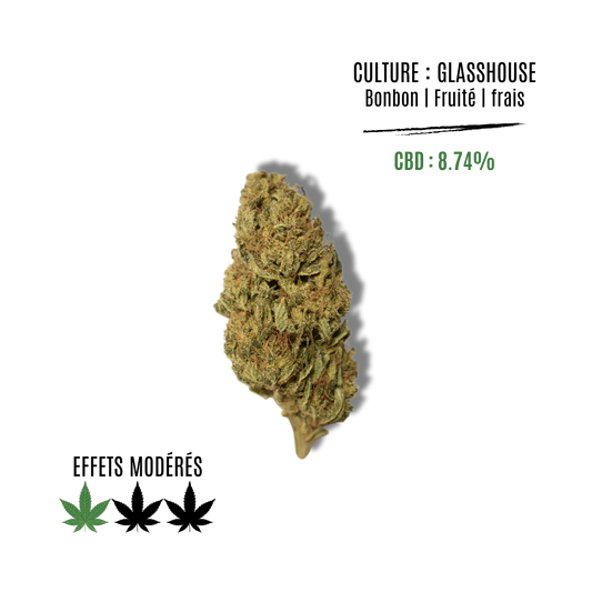 CANDY KUSH - La main verte - CBD