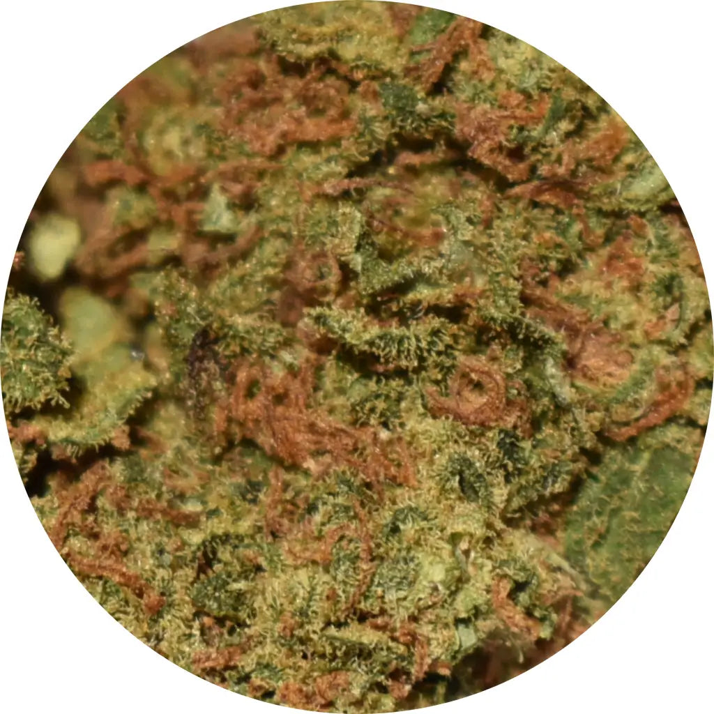 STRAWBERRY KUSH - Fleurs strawberry kush